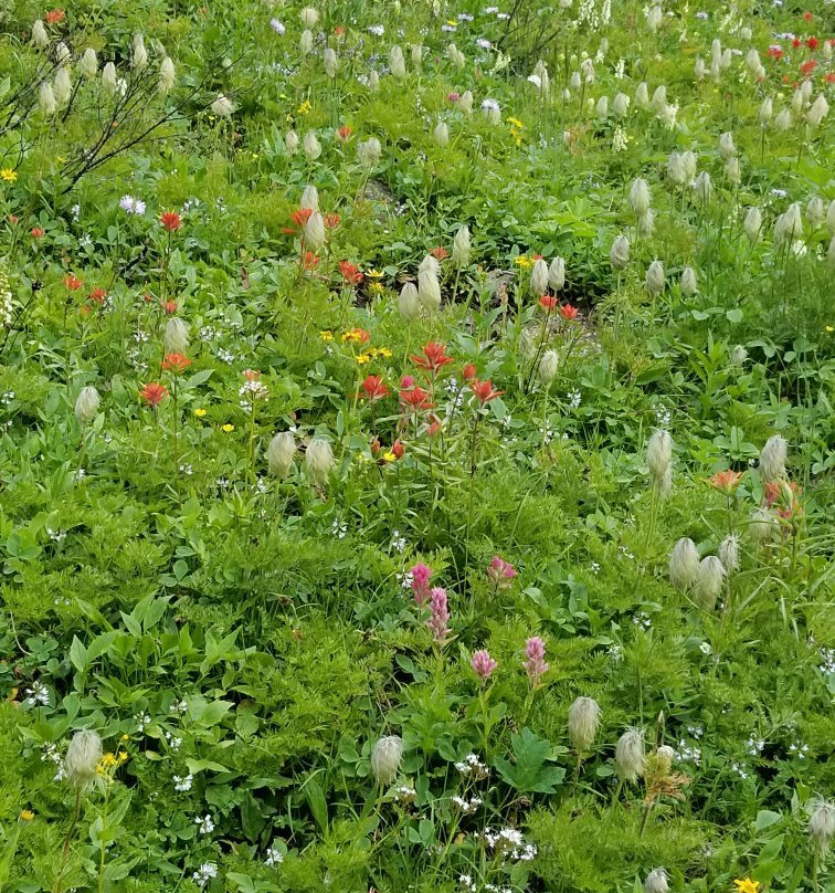 Banff Sunshine Meadows-班夫必去景点