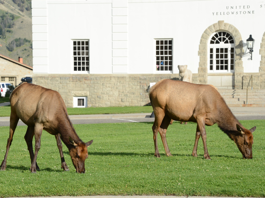 Fort Yellowstone Historic District景点图片