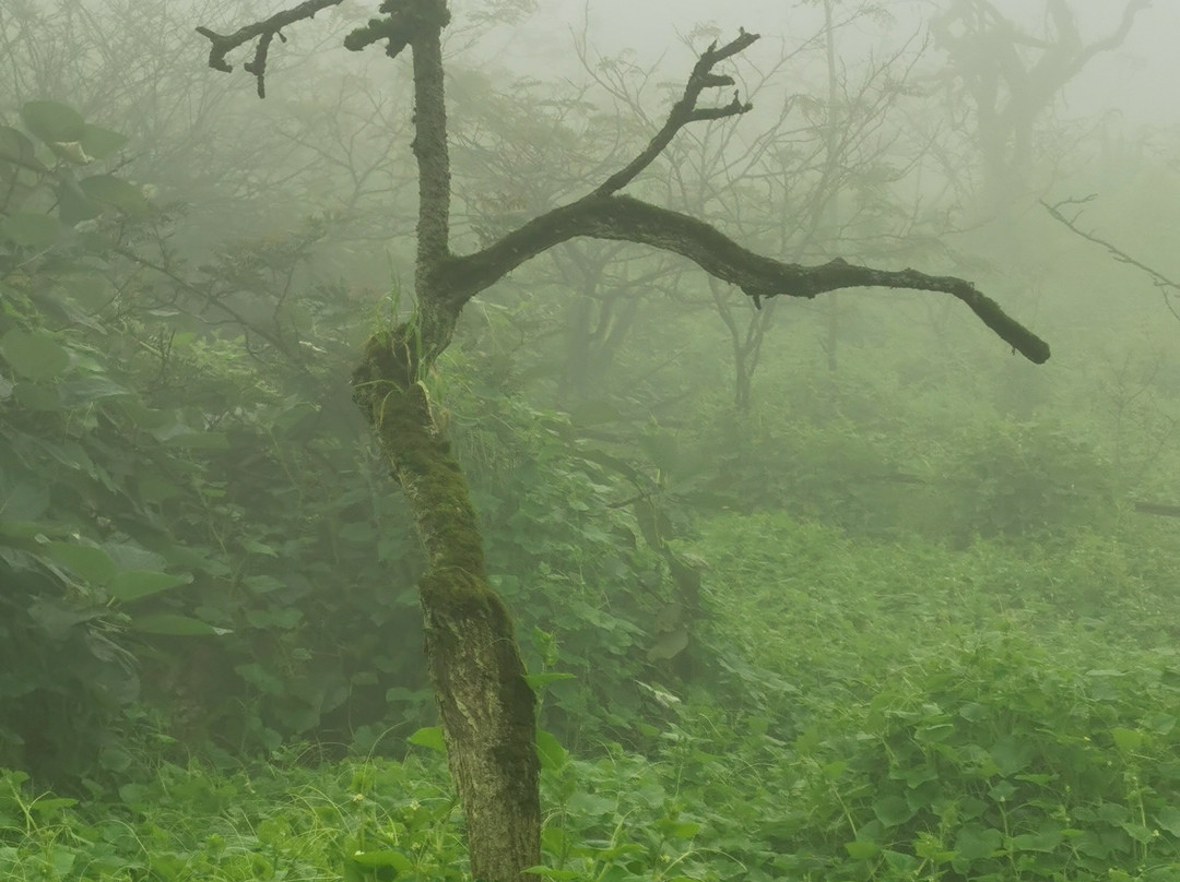 Reserva Nacional Lomas de Lachay-Huaral必去景点