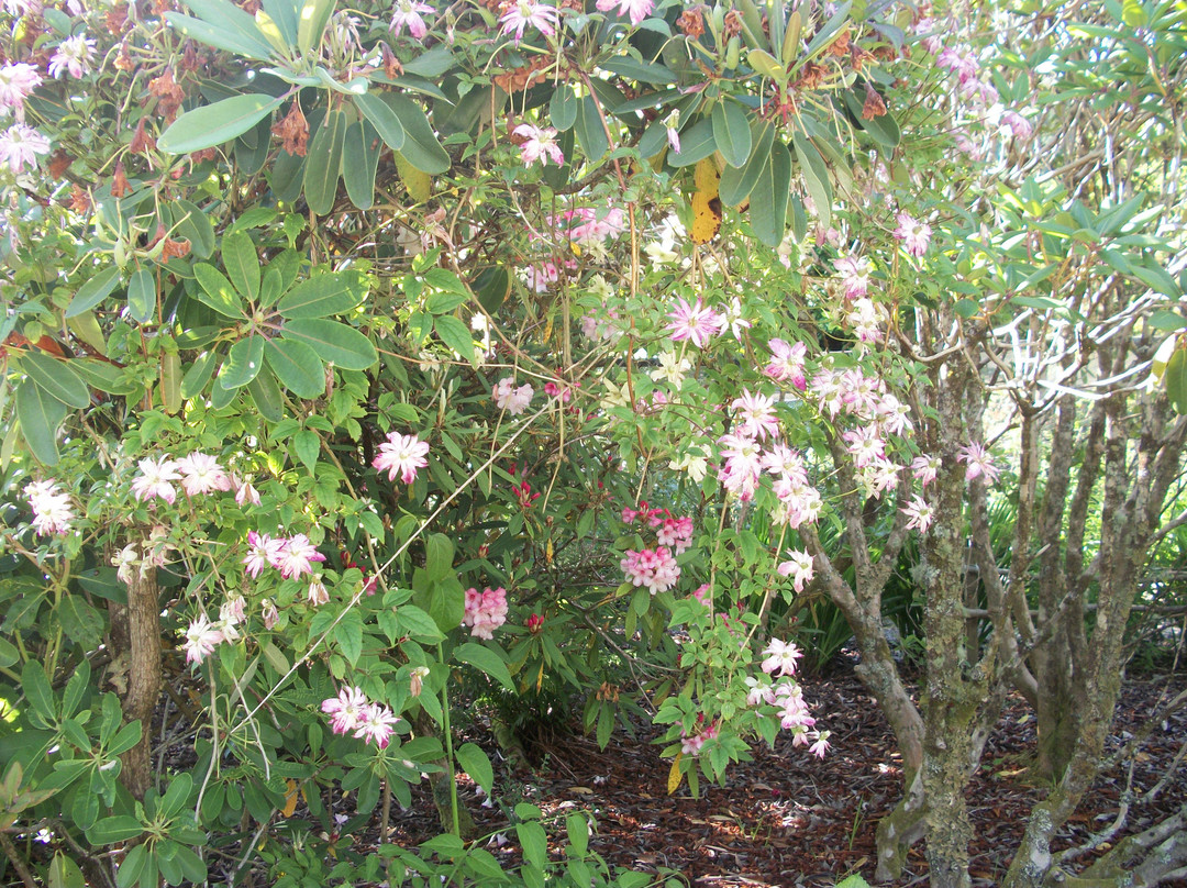 Ardmaddy Castle Garden