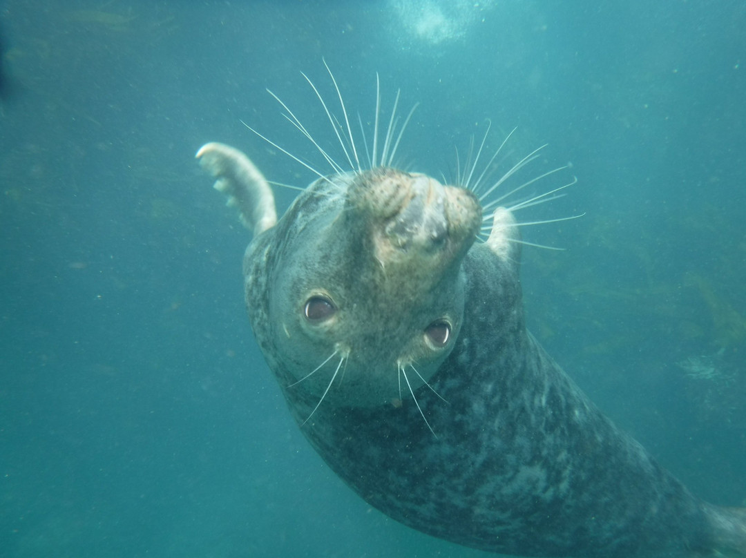 Scilly Seal Snorkelling景点图片