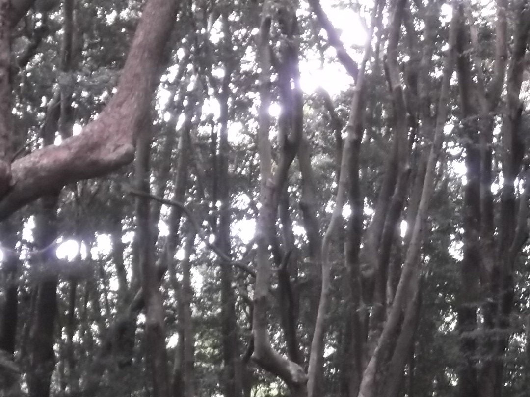 Munakata Taisha Hetsugu Shrine景点图片