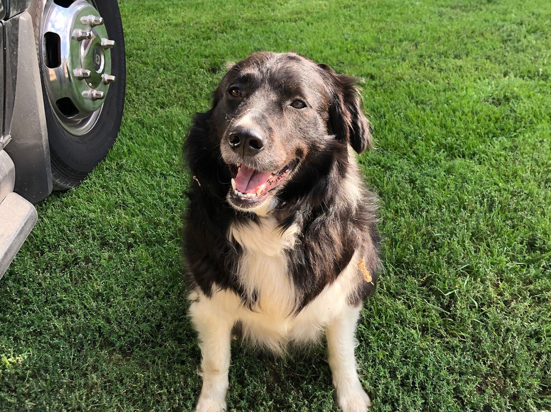 Hinchley's Dairy Farm Tours-Cambridge必去景点