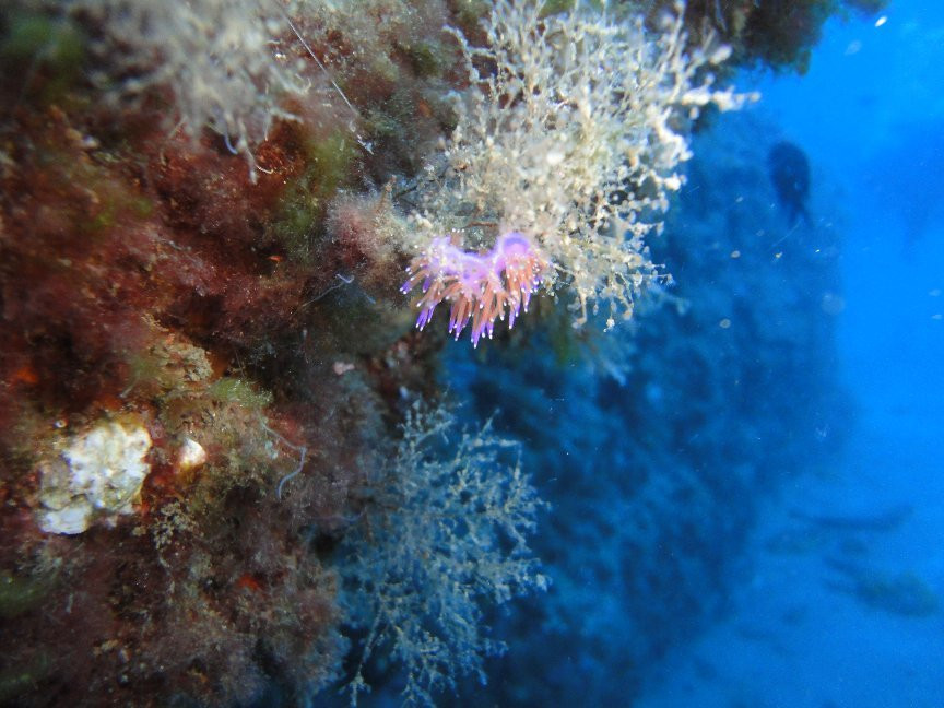 Buceo La Herradura-拉埃拉杜拉必去景点