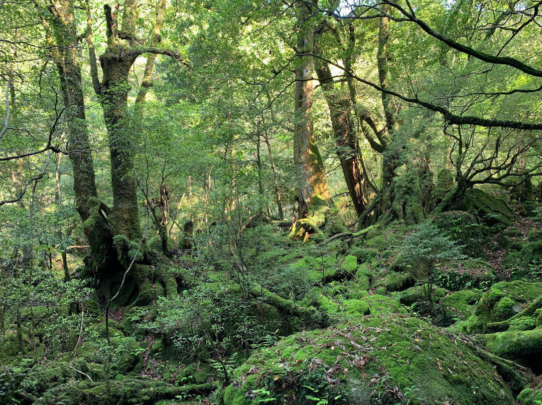 Yakushima Nature景点图片