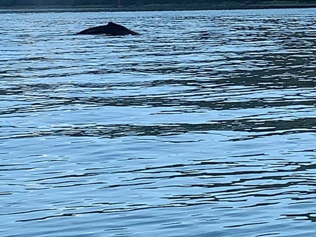 Icy Strait Whale Adventures-胡纳必去景点