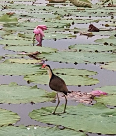 Corroboree Billabong-Marrakai必去景点