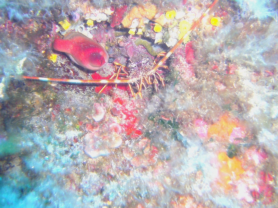 Sicilia Sub Diving Center景点图片