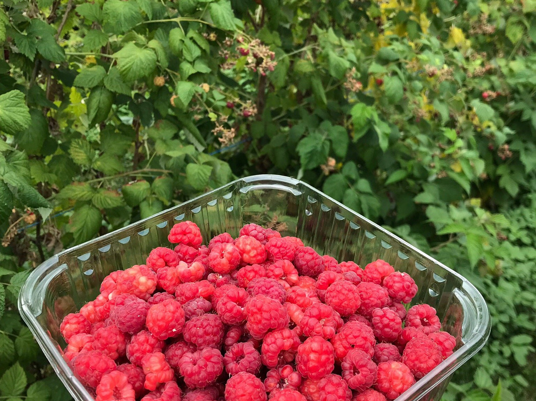 La Pommeraie-Sigolsheim必去景点