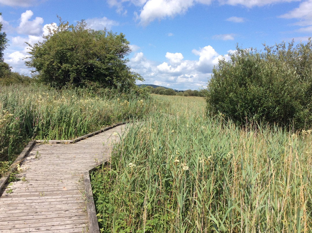 Pollardstown Fen Nature Reserve景点图片