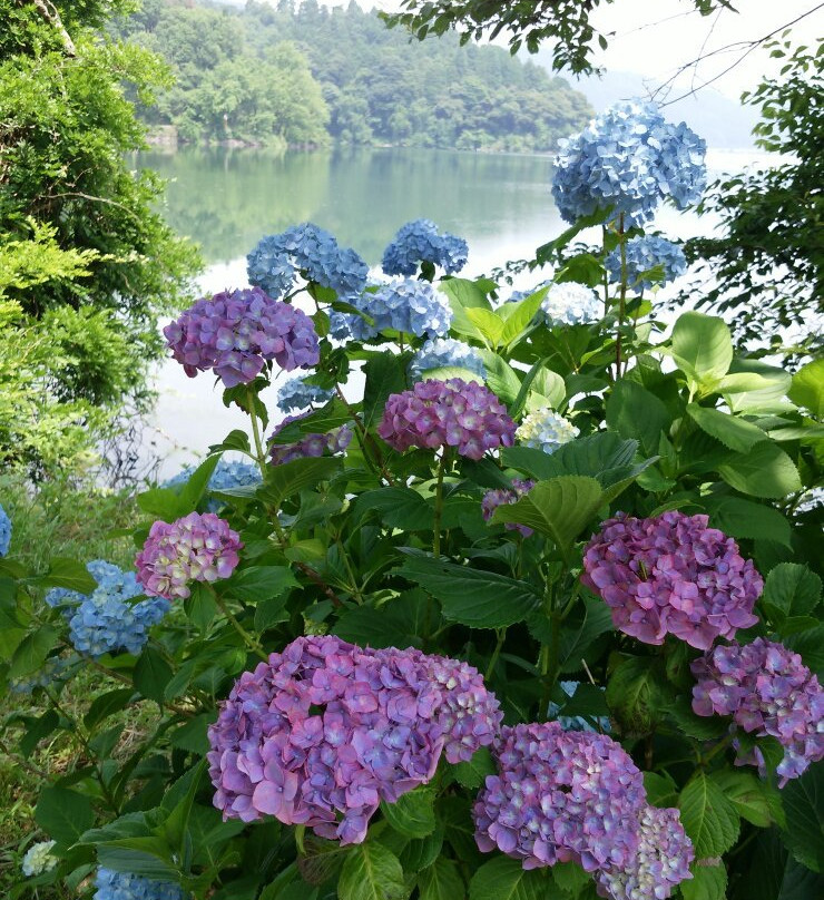 Lake Yogo-长滨市必去景点