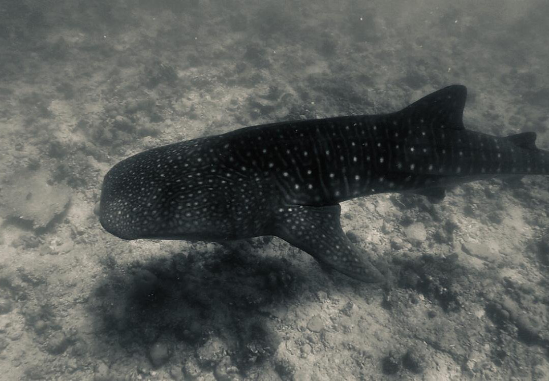 Bliss Dhigurah主图