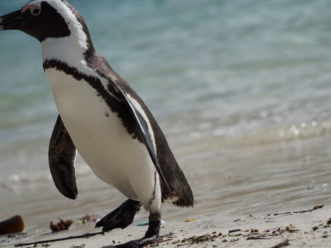 Topnotch Tours - Day Tours-开普敦中心区必去景点