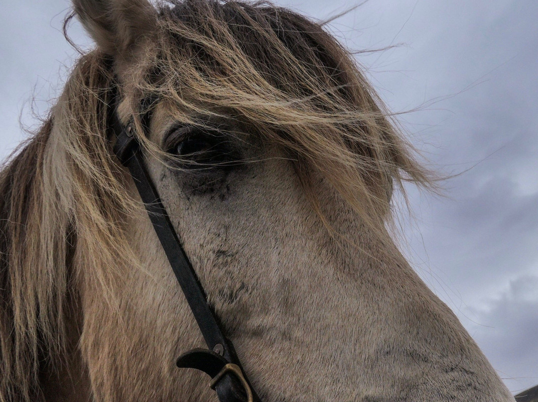 Laxnes Horse Farm-莫斯费德斯拜尔必去景点