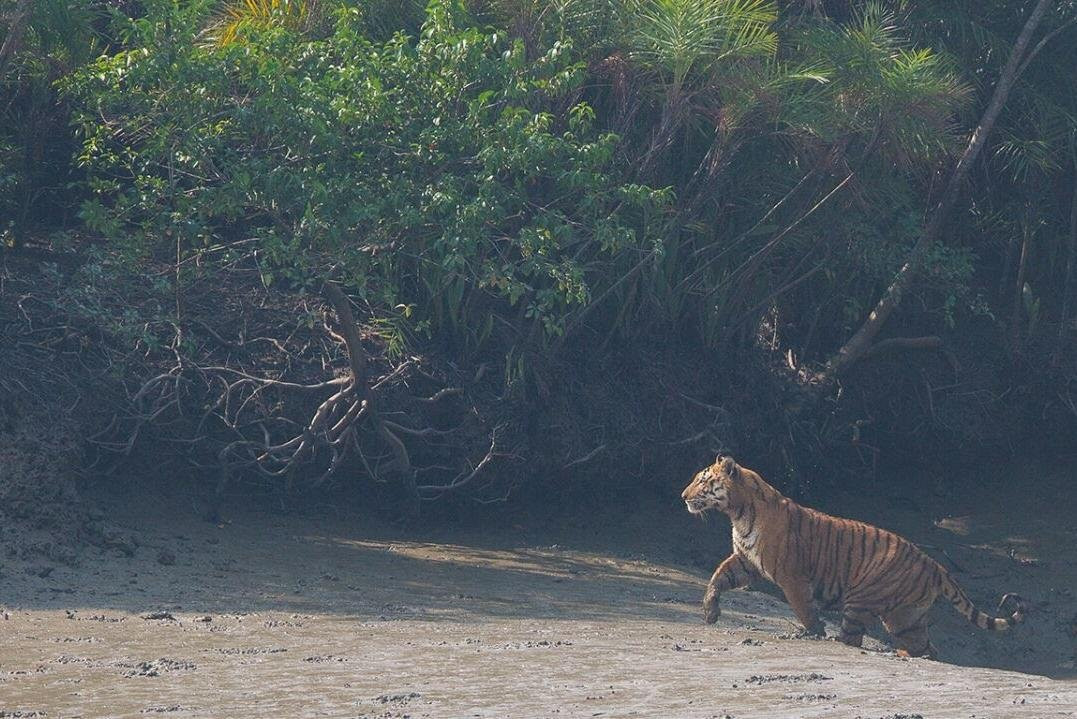 Sundarban Beckons景点图片