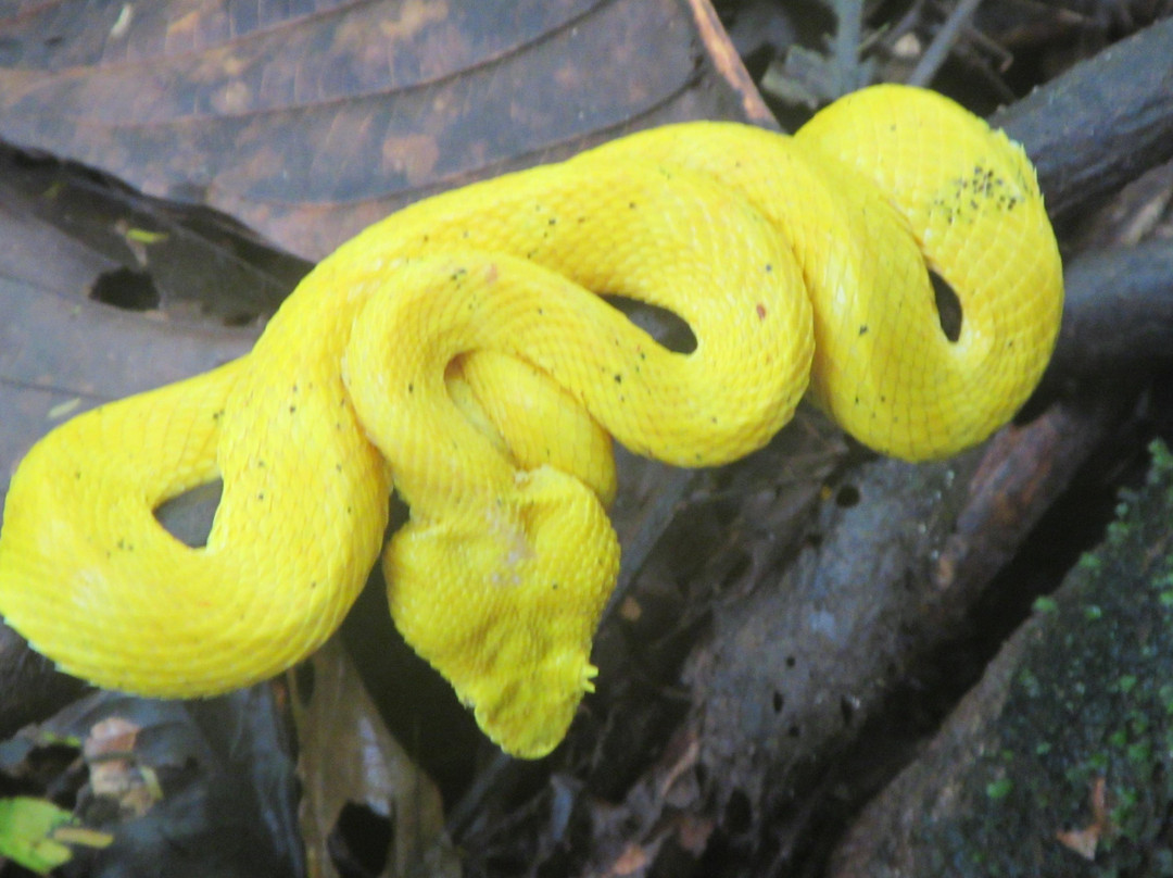 trips nativos tortuguero-托图杰多必去景点