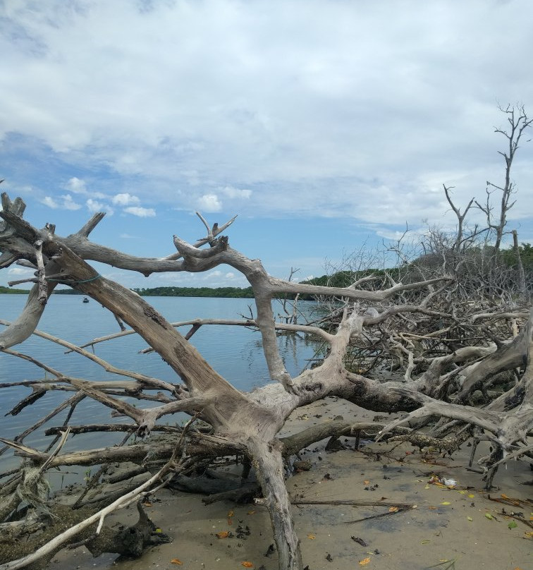 Praia de Macapá景点图片