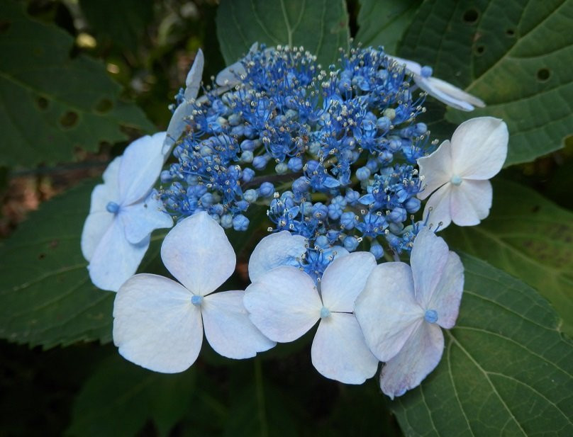 Isoyama Shrine-鹿沼市必去景点