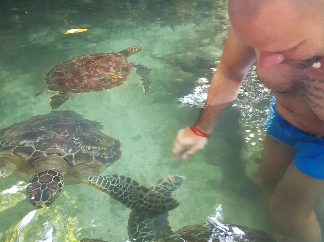 Mnarani Marine Turtles Conservation Pond-孥归必去景点