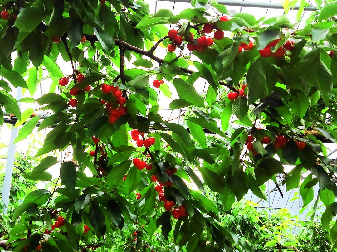 Yamagata Cherry Land and Kaminoyama Tourism Fruit Garden