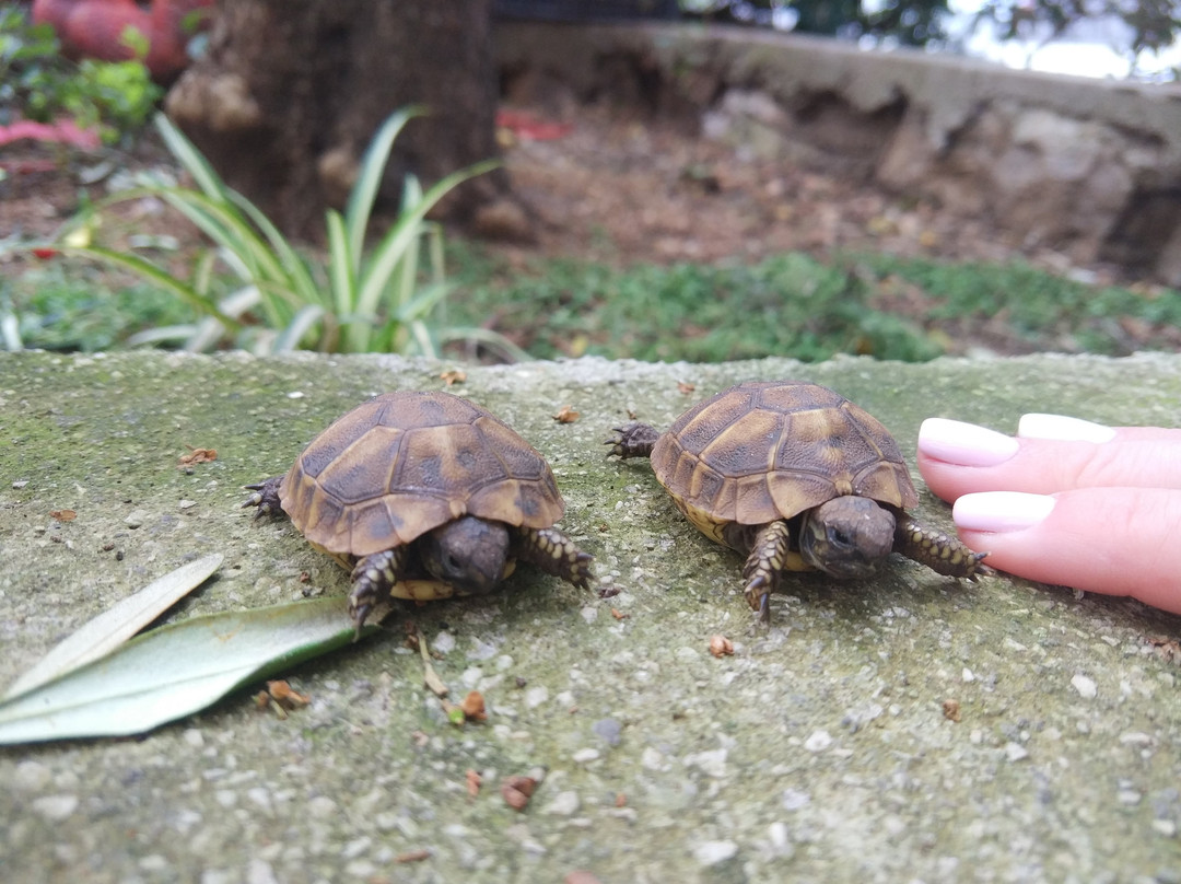 Apartments & Rooms Jelka主图