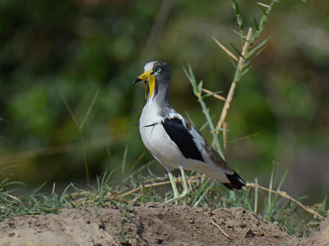 Kingdom Birding-德班必去景点