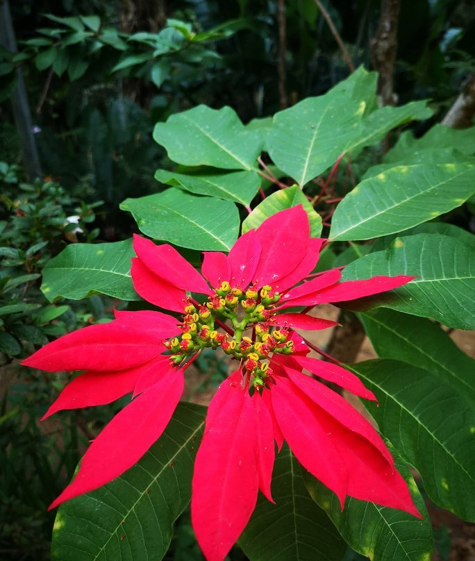Sentier de la petite cascade-Farino必去景点