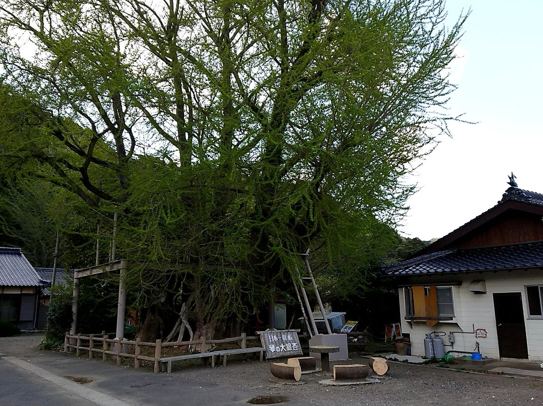 Kinno Big Ginkgo Tree-对马市必去景点