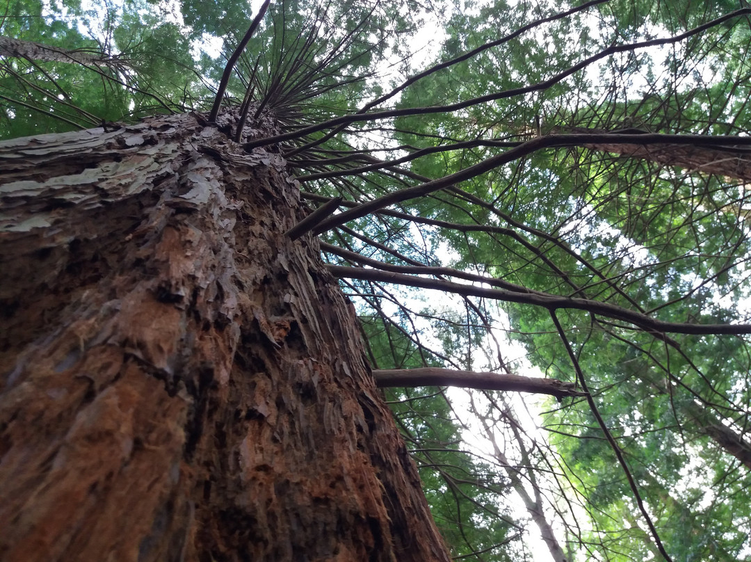 Natural Monument of the Sequoias of Monte Cabezón景点图片