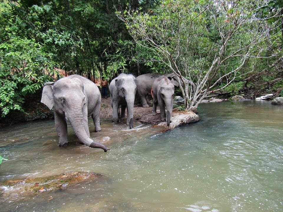 Blue Daily Elephant Care Sanctuary景点图片