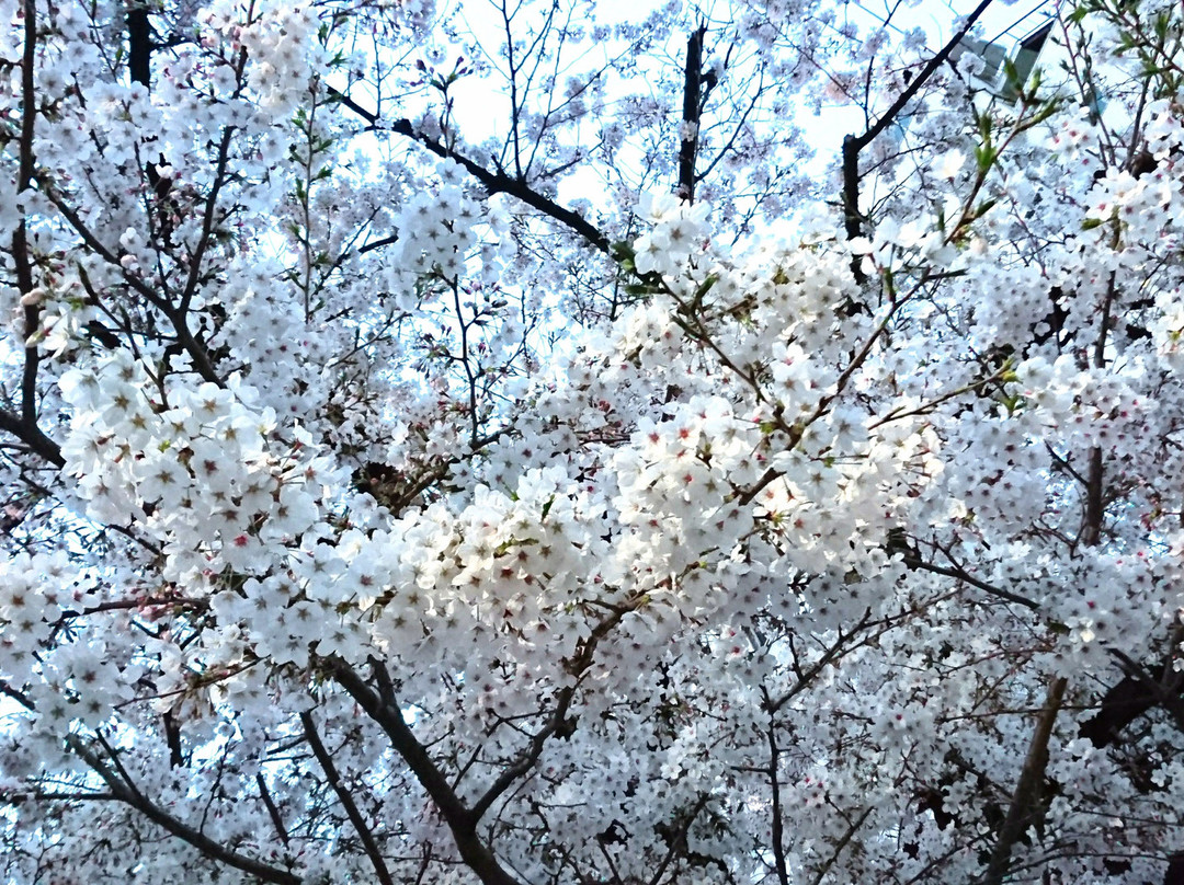 Daihorikawa Riverside Park-柏市必去景点