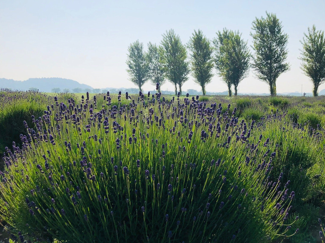 Sakura Lavender Land-佐仓市必去景点