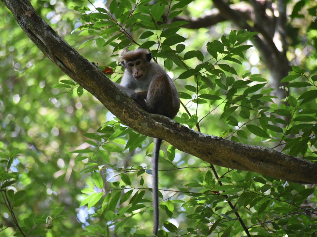 Eco Villa - Sinharaja主图