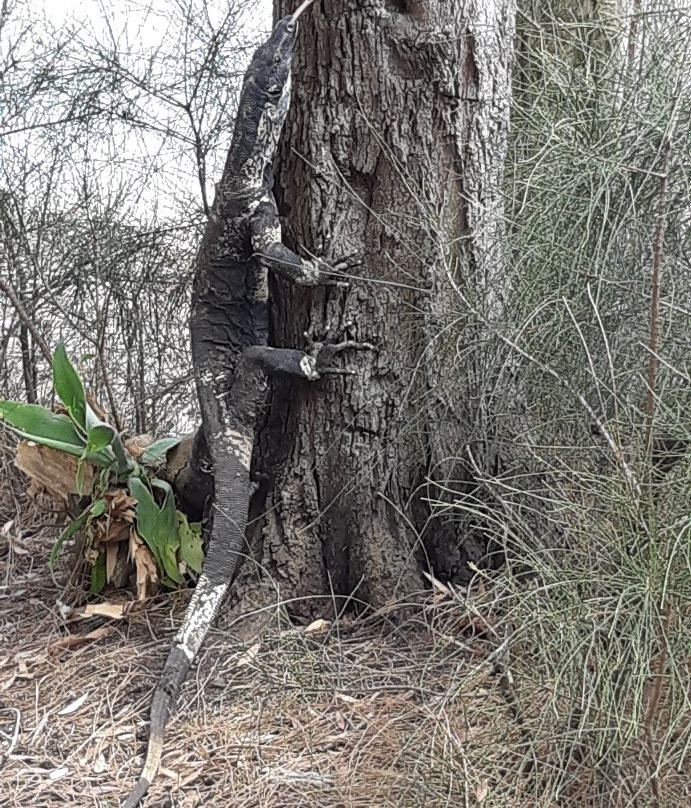 Lake Innes Nature Reserve