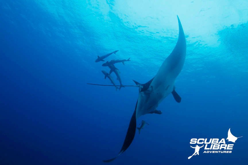 Scuba Libre Adventures景点图片
