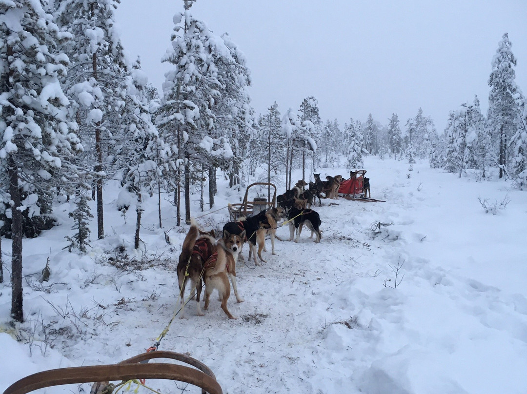 Husky Ranch Lapland景点图片