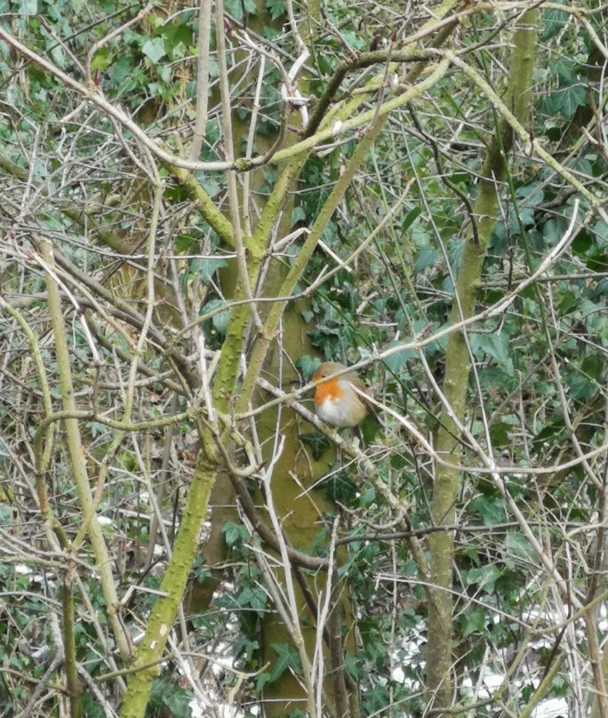 Longton Brickcroft Nature Reserve景点图片