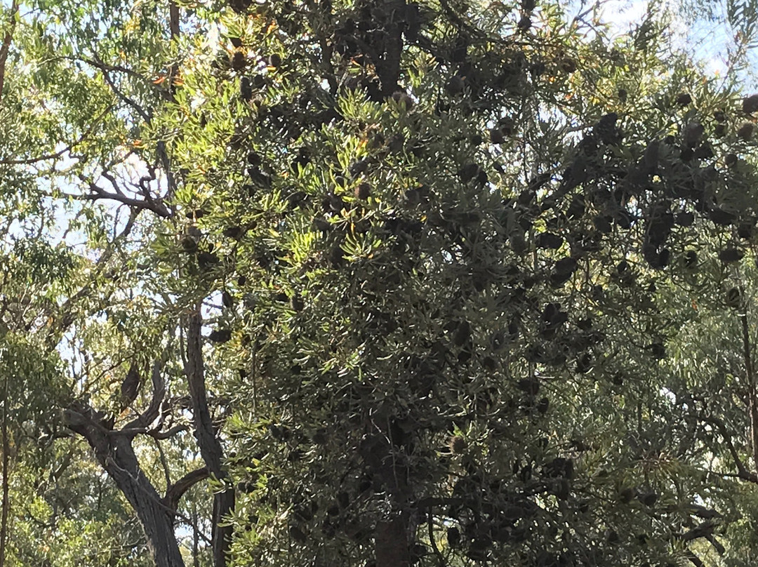 Mullungdung State Forest-Won Wron必去景点