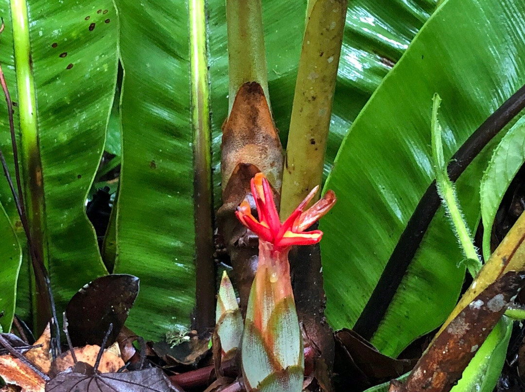 Mount Kinabalu Botanical Garden景点图片