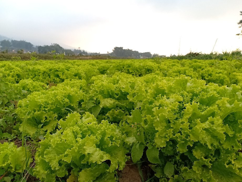 Kusuma Agro Wisata景点图片