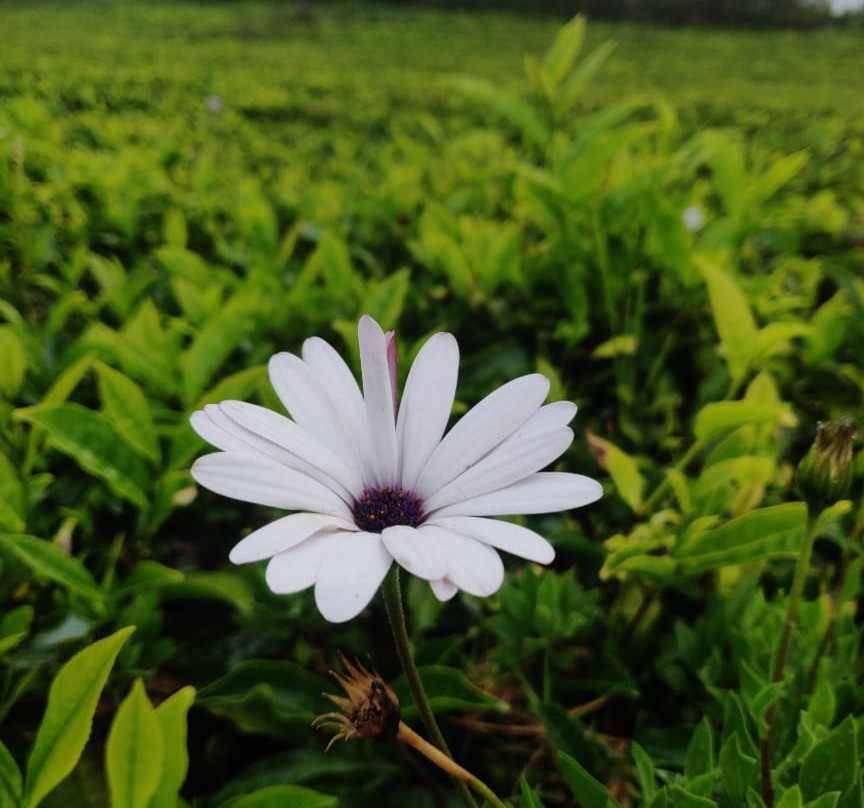 Trilan Cottages主图