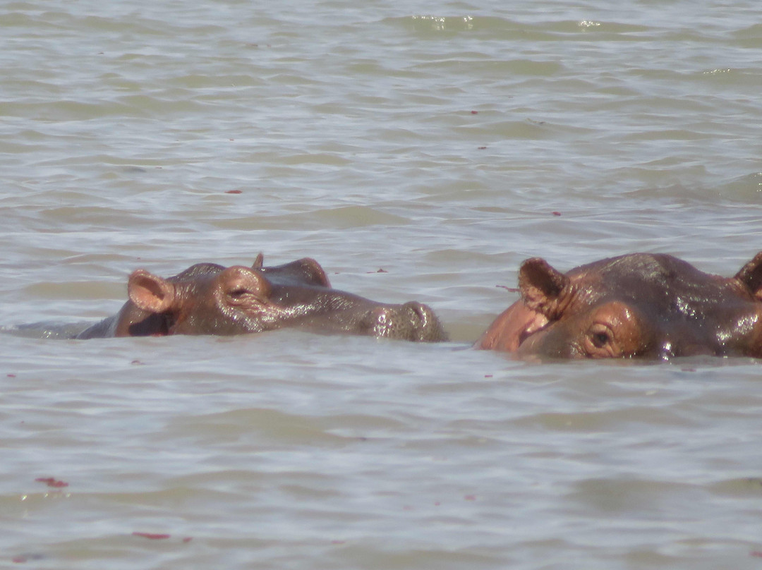 Mare aux Hippopotames景点图片