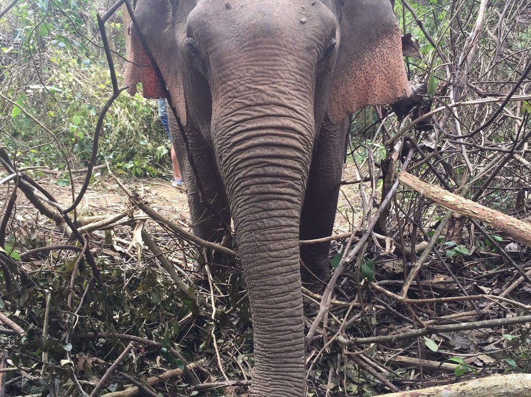 MandaLao Elephant Conservation景点图片