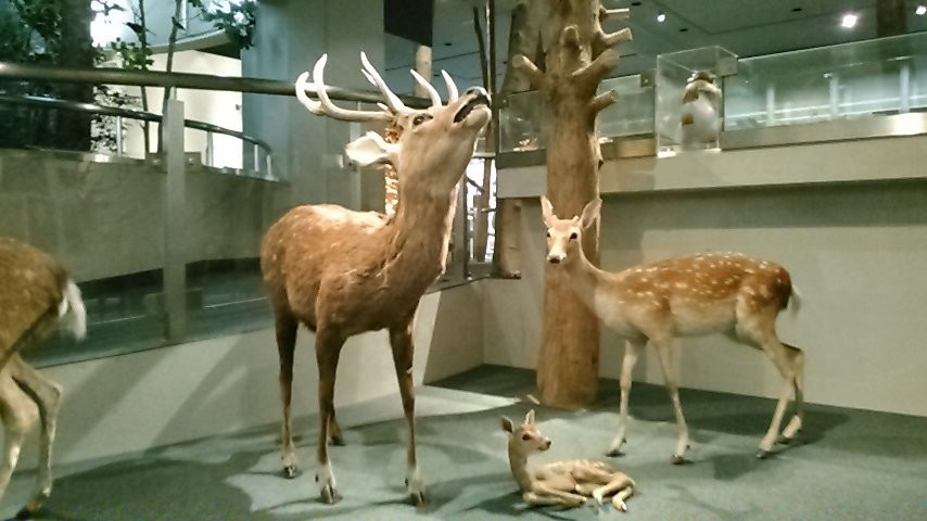 Natural History Museum and Institute-千叶市必去景点