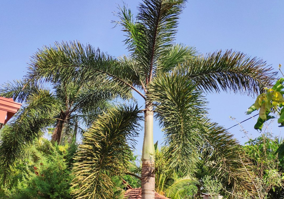 Negombo Beach Villa主图