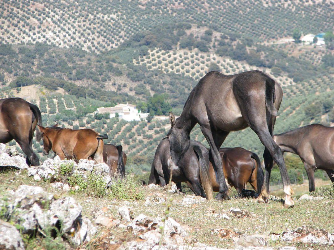 yeguada de domingo chinchilla * stud of domingo chinchilla-Algarinejo必去景点