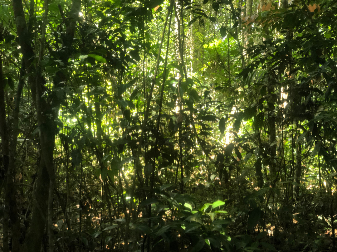 Floresta Nacional dos Tapajos景点图片