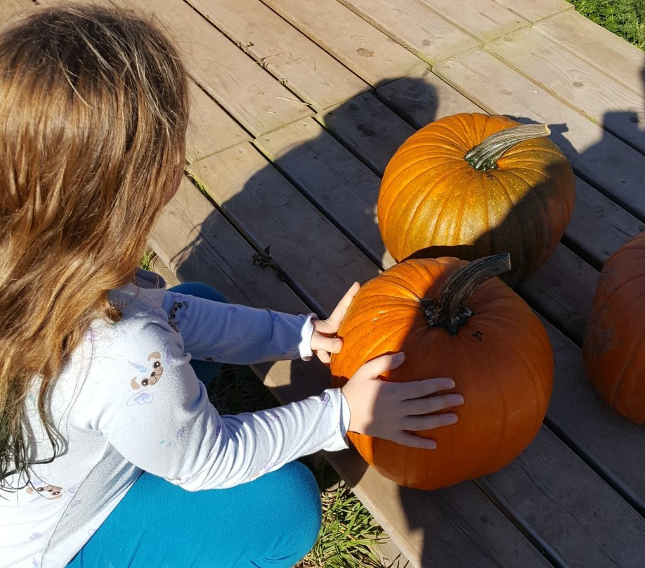 Dill's Atlantic Giant Pumpkin Farm-Windsor必去景点