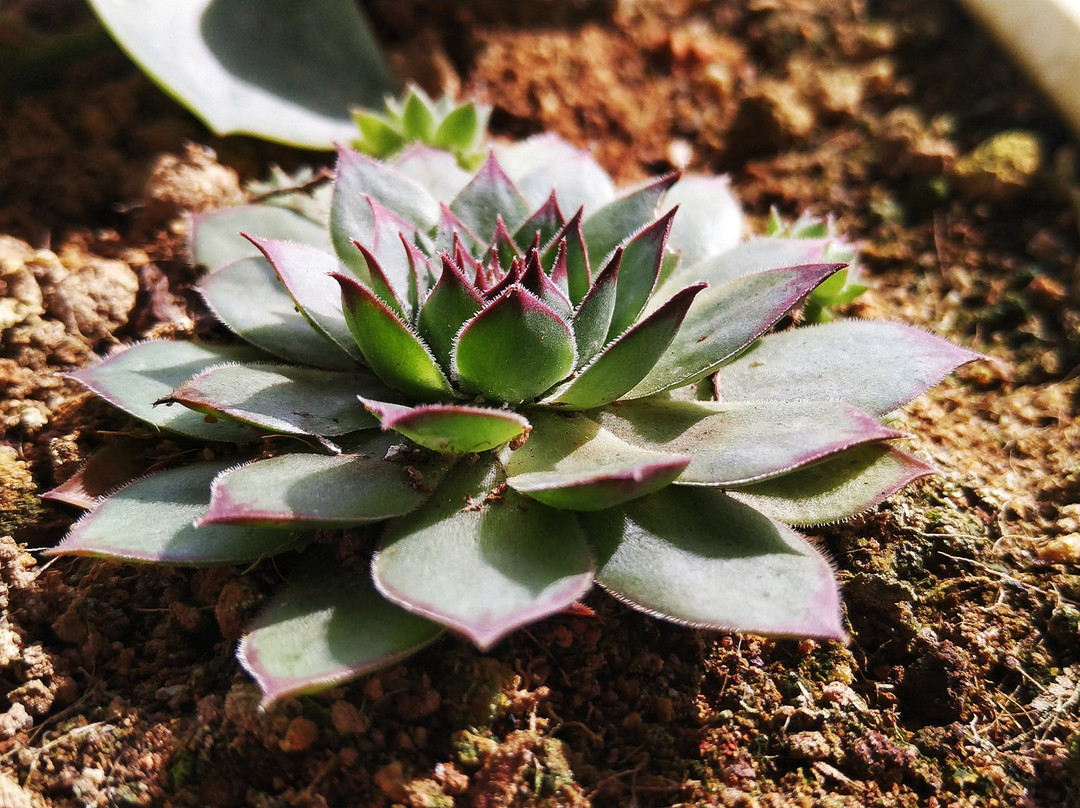 Thung Lung May - Homestay & Cafe主图