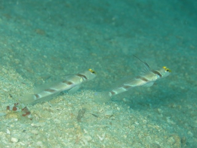 Tioman Reef Divers-刁曼岛必去景点